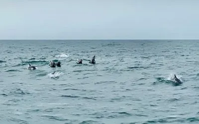 受保护物种观察员培训计划